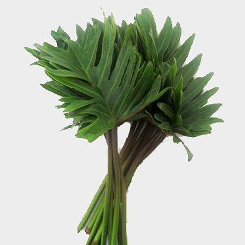 Xanadu Philodendron Greens