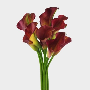 Calla Lily Mini Burgundy Flower Wholesale Blooms By The Box