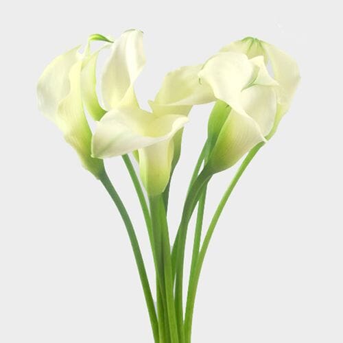 Wholesale flowers prices - buy Calla Lily Mini White Flower in bulk
