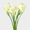 Calla Lilies