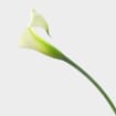 Calla Lily Mini White Flower