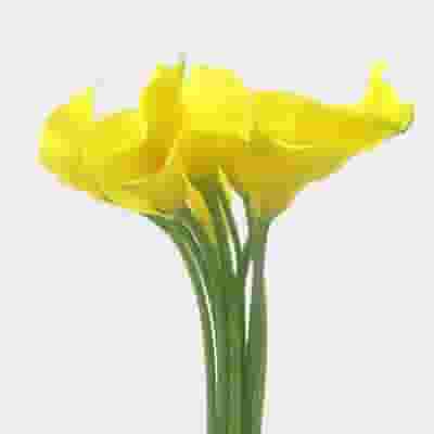 Calla Lily Mini Yellow Flower