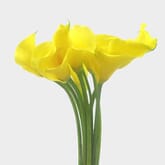 Calla Lily Mini Yellow Flower