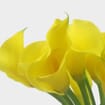 Calla Lily Mini Yellow Flower