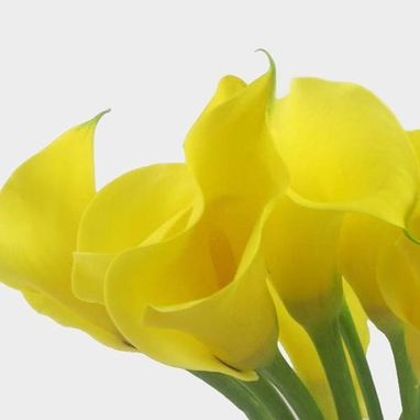 Calla Lily Mini Yellow Flower Wholesale Blooms By The Box