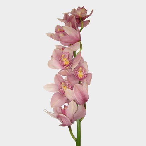 Wholesale flowers prices - buy Cymbidium Orchid Spray Pink in bulk