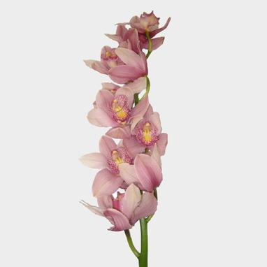 Cymbidium Orchid Spray Pink Wholesale Blooms By The Box