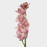 Cymbidium Orchid Spray Pink