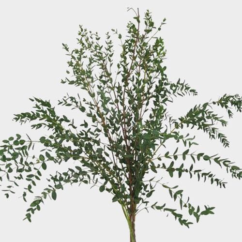 Bulk flowers online - Eucalyptus Bonsai Greens