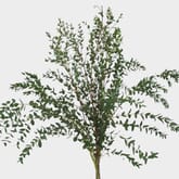 Eucalyptus Bonsai Greens