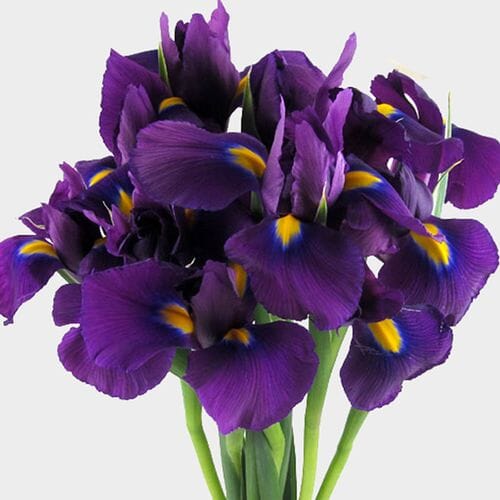 Bulk flowers online - Iris Purple