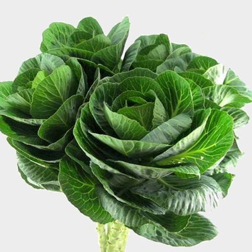 Wholesale flowers: Kale Green