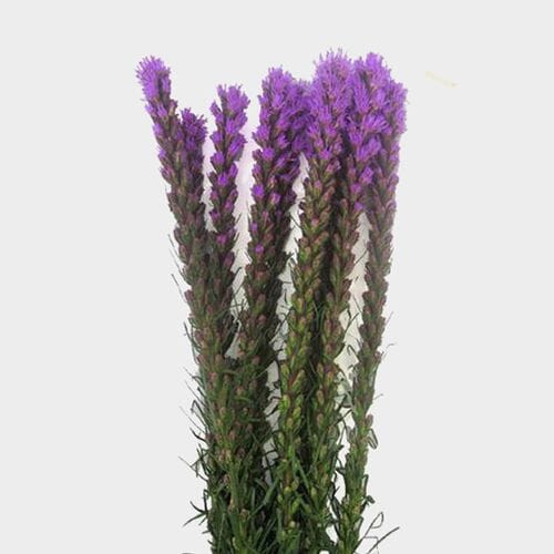 Wholesale flowers prices - buy Liatris Purple in bulk