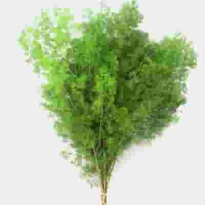 Ming Fern Greens - Wholesale - Blooms By The Box