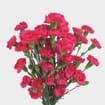 Hot Pink Mini Carnation Flower
