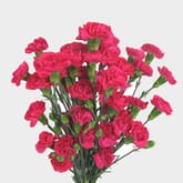 Hot Pink Mini Carnation Flower