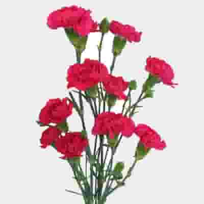 Hot Pink Mini Carnation Flower - Wholesale - Blooms By The Box