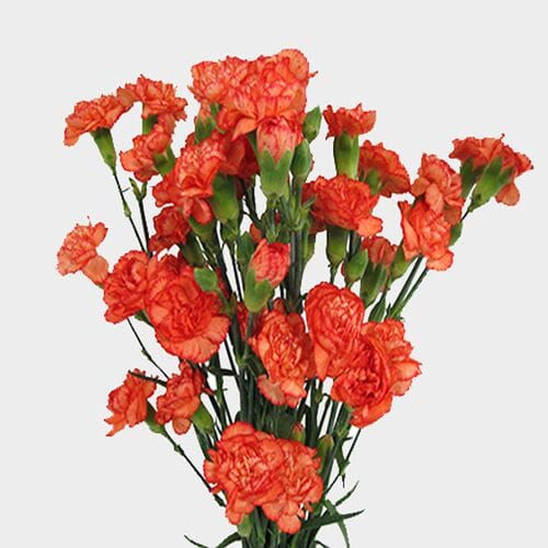 Wholesale flowers prices - buy Orange Mini Carnation Flowers in bulk