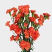 Orange Mini Carnation Flowers