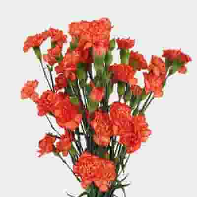 Orange Mini Carnation Flowers