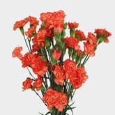 Orange Mini Carnation Flowers