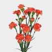 Orange Mini Carnation Flowers