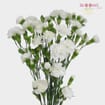 White Mini Carnations Flowers