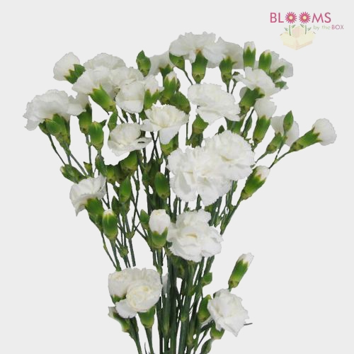 White Mini Carnations Flowers - Wholesale - Blooms By The Box