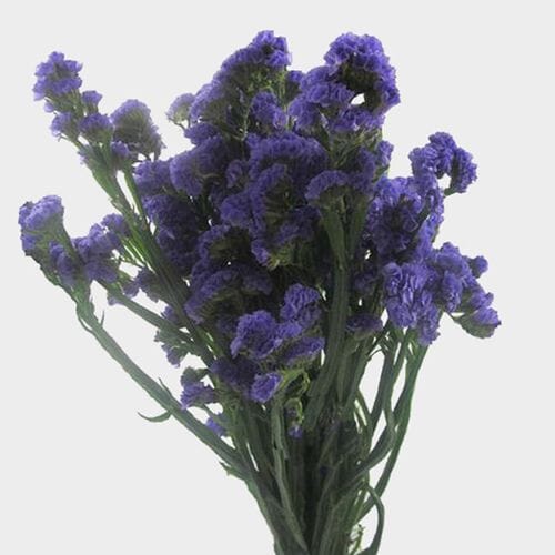 Statice Purple Flowers