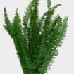 Sword Fern Greenery