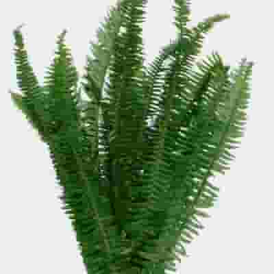 Sword Fern Greenery