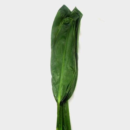 Wholesale flowers prices - buy Ti Leaves Green in bulk