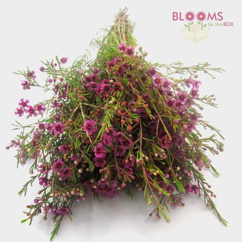 Bulk flowers online - Wax Flower Purple