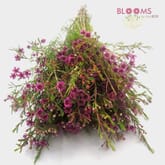 Wax Flower Purple
