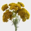 Yarrow Flower