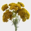 Yarrow
