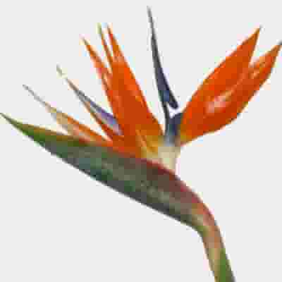 Bird of Paradise Flower