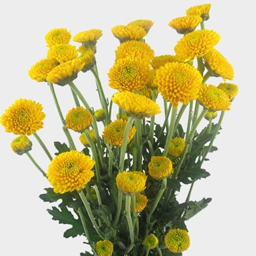 Bulk flowers online - Pompon Button Yellow Flowers