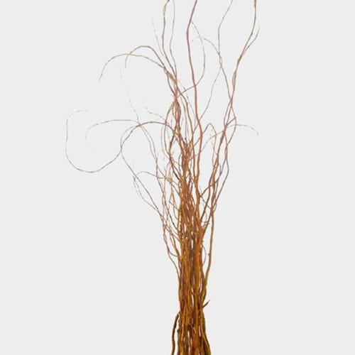 Bulk flowers online - Curly Willow Tips