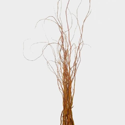 Curly Willow Medium, 5-6' Tall - Potomac Floral Wholesale