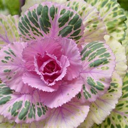 Kale Pink