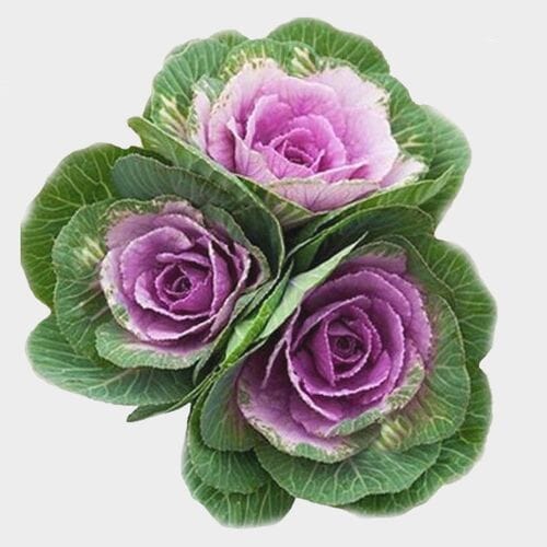 Bulk flowers online - Kale Pink
