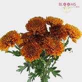 Cremon Mum Bronze