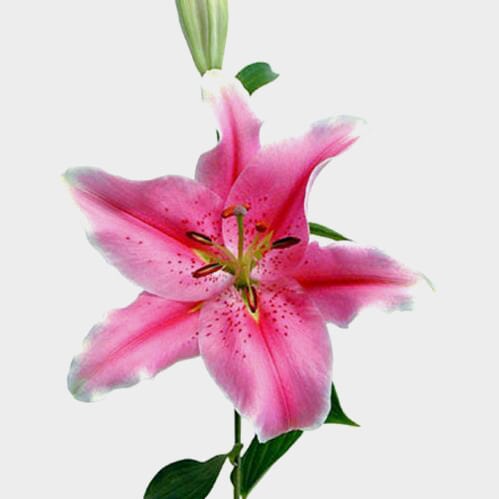 Wholesale flowers: Lily Sorbonne Rose Pink