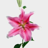 Lily Sorbonne Rose Pink
