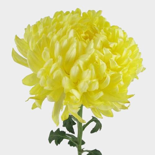 Wholesale flowers prices - buy Football Mum Yellow  Flower in bulk