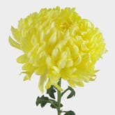 Football Mum Yellow  Flower
