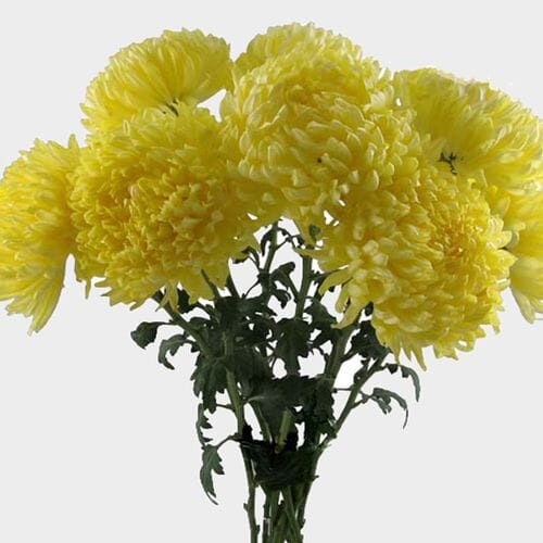 Football Mum Yellow Flower - Wholesale - Blooms By The Box