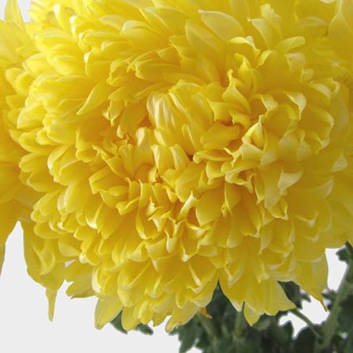 Football Mum Yellow  Flower