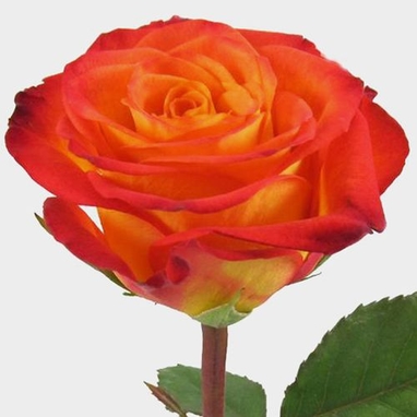 Rose Circus Yellow Red Tips 50cm Wholesale Blooms By The Box